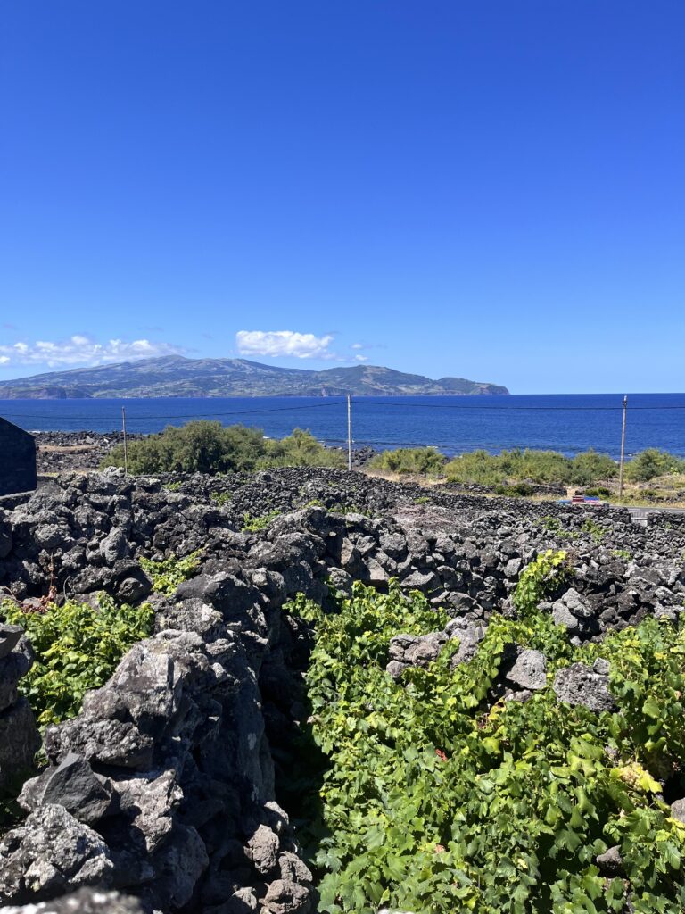 Old Arinto dos Açores Vineyards (1890)