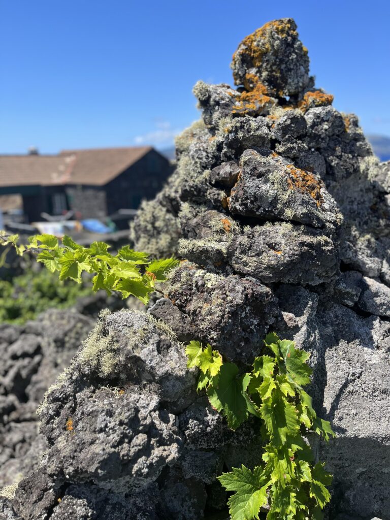 Entre Pedras Vineyards